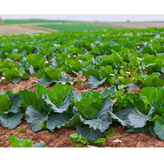 Semillas de repollo, cabeza de bola danesa (100% Heirloom/No Híbrido/No GMO). 45 semillas aprox.