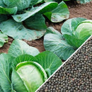 Semillas de repollo, cabeza de bola danesa (100% Heirloom/No Híbrido/No GMO). 45 semillas aprox.