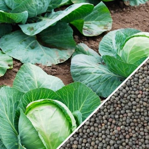 Semillas de repollo, cabeza de bola danesa (100% Heirloom/No Híbrido/No GMO). 45 semillas aprox.