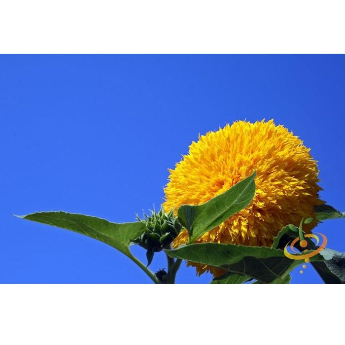 Semillas de girasol alto (100% Heirloom/No Híbrido/No GMO). 30 semillas aproximadamente.