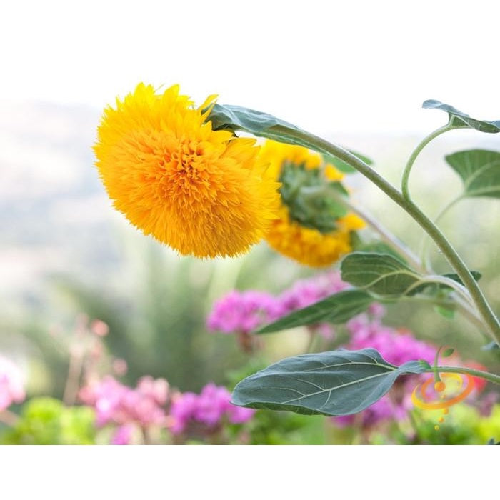 Semillas de girasol alto (100% Heirloom/No Híbrido/No GMO). 30 semillas aproximadamente.