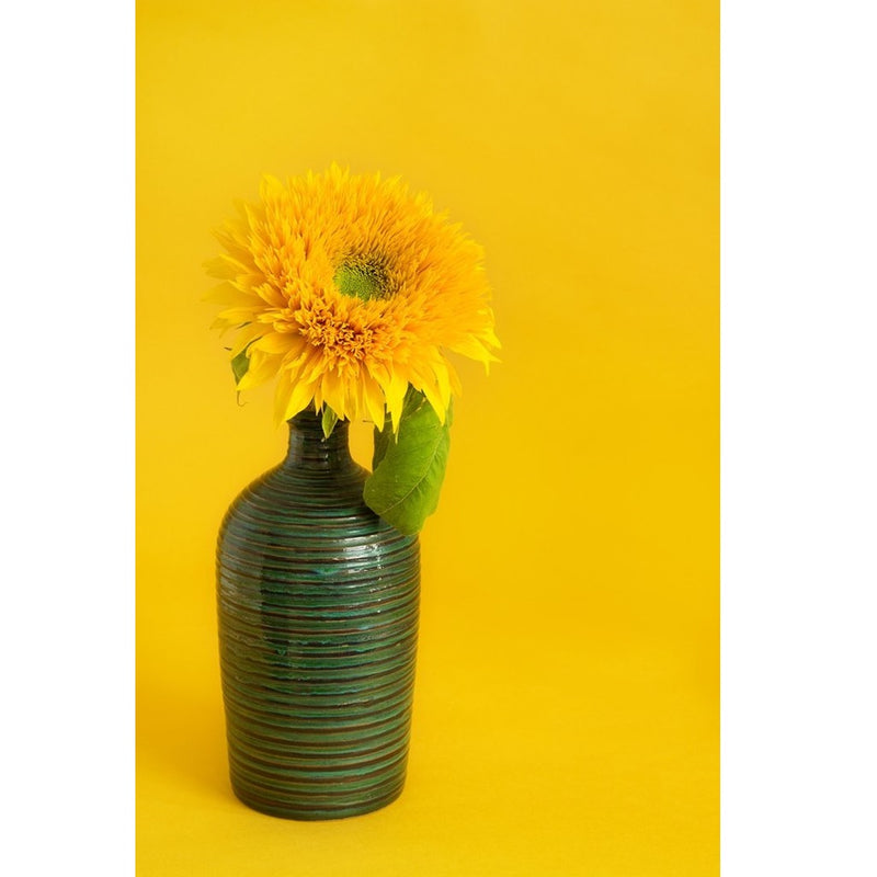 Semillas de girasol alto (100% Heirloom/No Híbrido/No GMO). 30 semillas aproximadamente.