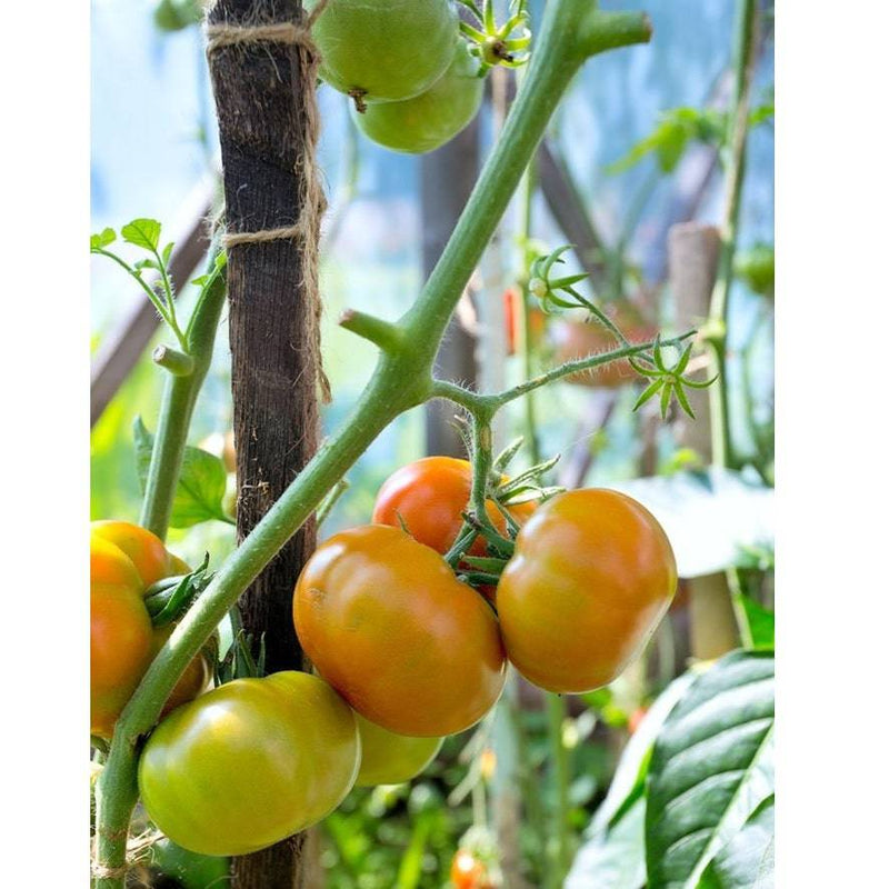 Semillas De Tomate Amarillo, Brandywine (100% Heirloom/No Híbrido/No GMO). 15 Semillas Aprox.