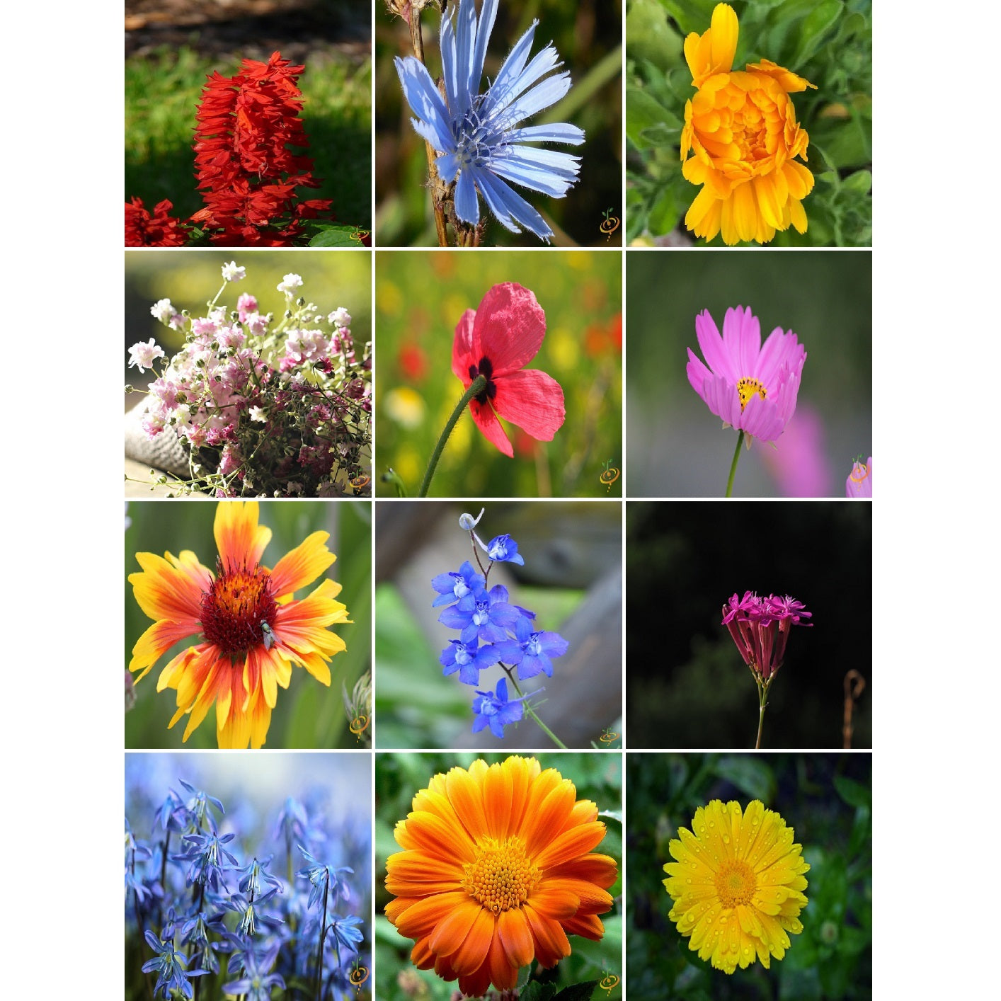 Semillas surtidas de flores silvestres anuales. Incluye 21 variedades