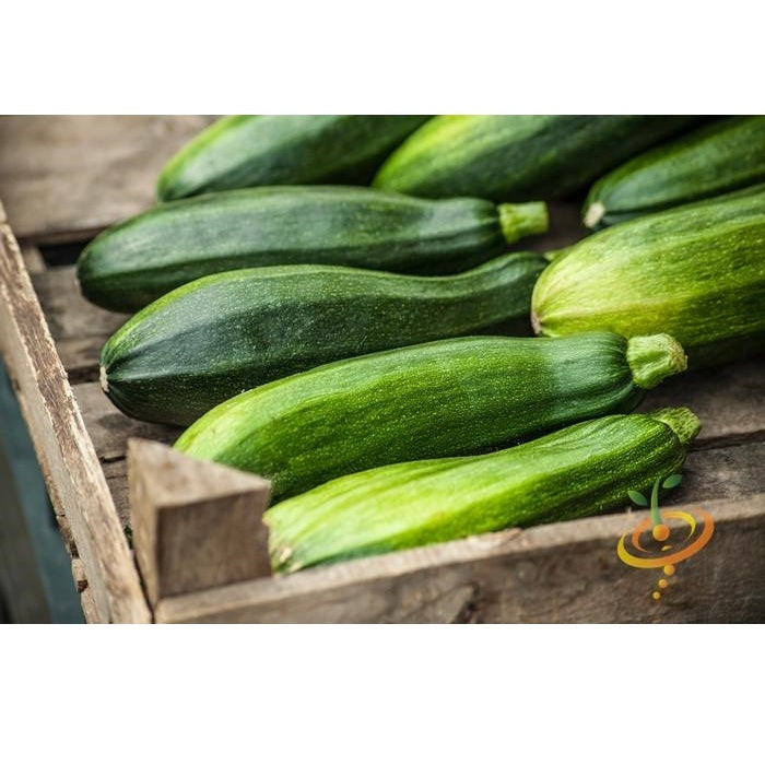 Semillas de zucchini (100% Heirloom/No Híbrido/No GMO). 10 semillas aproximadamente.