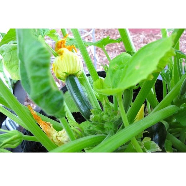 Semillas de zucchini (100% Heirloom/No Híbrido/No GMO). 10 semillas aproximadamente.