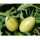 Semillas de tomate uva verde (100% Heirloom/No Híbrido/No GMO). 15 semillas aproximadamente