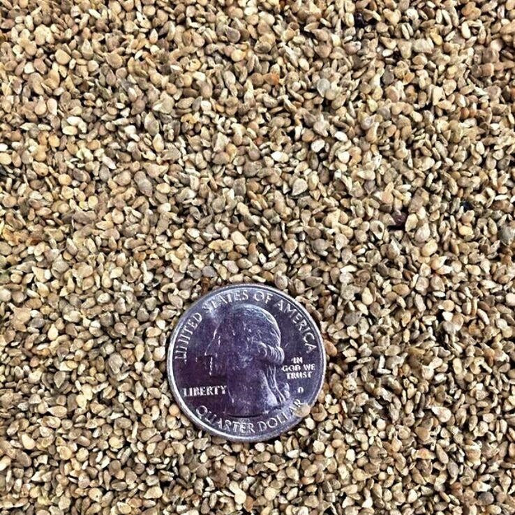 Semillas de tomate uva verde (100% Heirloom/No Híbrido/No GMO). 15 semillas aproximadamente