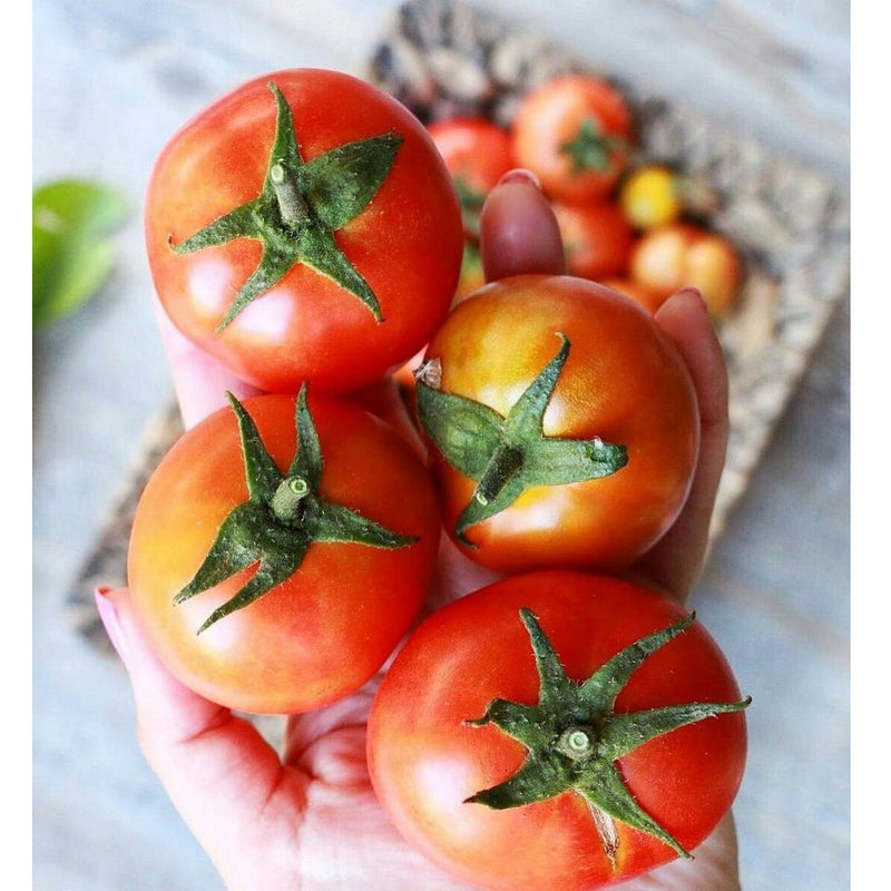 Semillas de tomate, Atkinson (100% Heirloom/No Híbrido/No GMO). 65 semillas aproximadamente