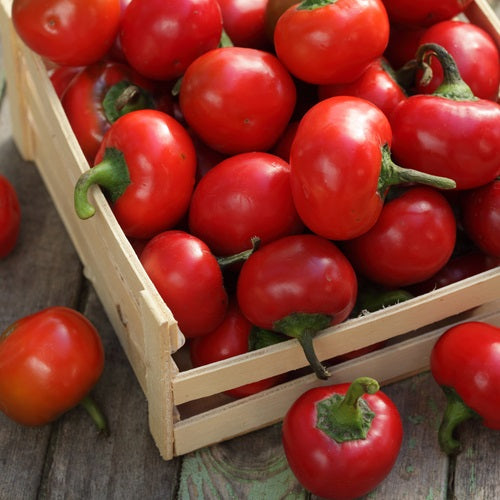 Semillas de aji dulce grande, color rojo (100% Heirloom/No Híbrido/No GMO). 5 semillas aprox.