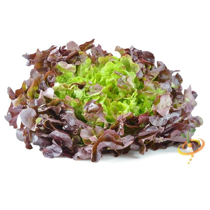 Semillas de lechuga, Borgoña Boston (100% Heirloom/No Híbrido/No GMO). 130 semillas aproximadamente.