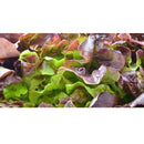 Semillas de lechuga, Borgoña Boston (100% Heirloom/No Híbrido/No GMO). 130 semillas aproximadamente.