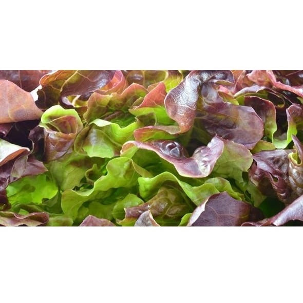 Semillas de lechuga, Borgoña Boston (100% Heirloom/No Híbrido/No GMO). 130 semillas aproximadamente.