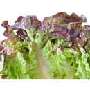 Semillas de lechuga, Borgoña Boston (100% Heirloom/No Híbrido/No GMO). 130 semillas aproximadamente.