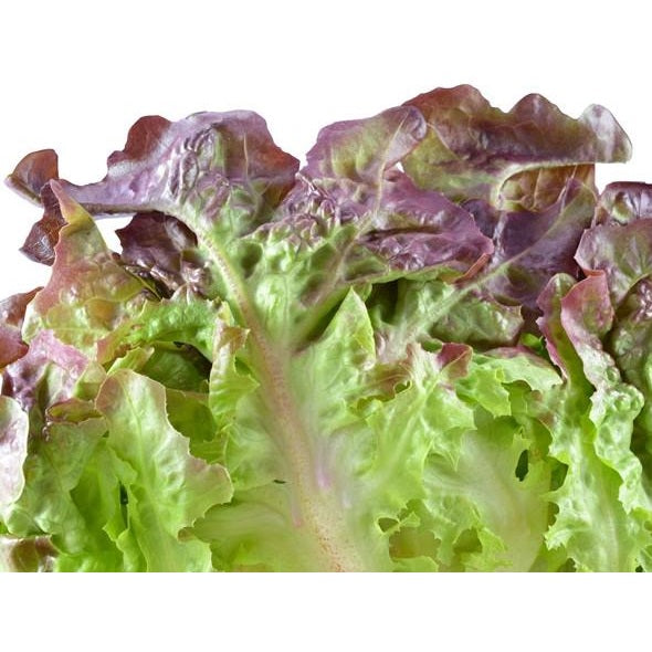 Semillas de lechuga, Borgoña Boston (100% Heirloom/No Híbrido/No GMO). 130 semillas aproximadamente.