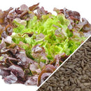 Semillas de lechuga, Borgoña Boston (100% Heirloom/No Híbrido/No GMO). 130 semillas aproximadamente.