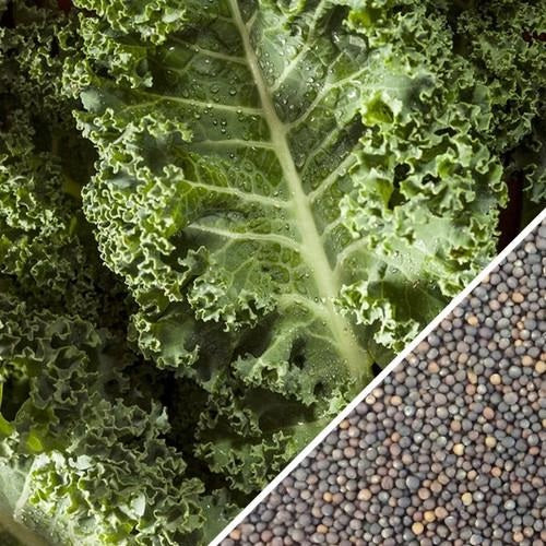 Semillas de col rizada (100% Heirloom/No Híbrido/No GMO). 50 semillas aproximadamente.