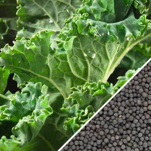 Semillas de col rizada enana, siberiana (100% Heirloom/No Híbrido/No GMO). 70 semillas aprox.