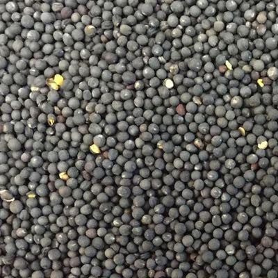 Semillas de col rizada enana, siberiana (100% Heirloom/No Híbrido/No GMO). 70 semillas aprox.