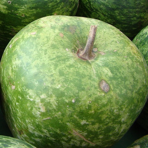 Semillas de zapallo, manzana grande (100% Heirloom/No Híbrido/No GMO). 10 semillas aproximadamente.