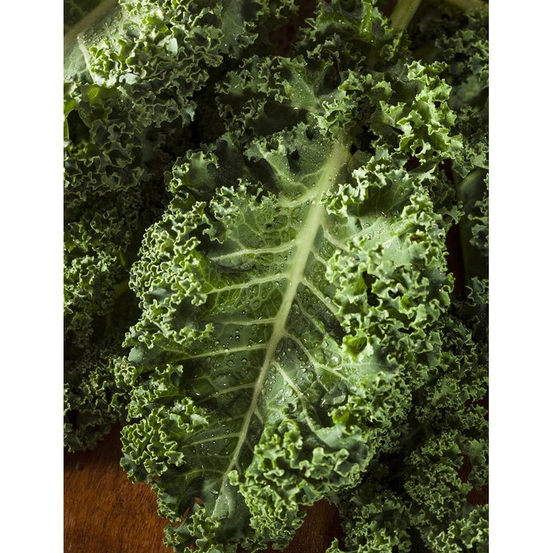 Semillas de col rizada (100% Heirloom/No Híbrido/No GMO). 50 semillas aproximadamente.