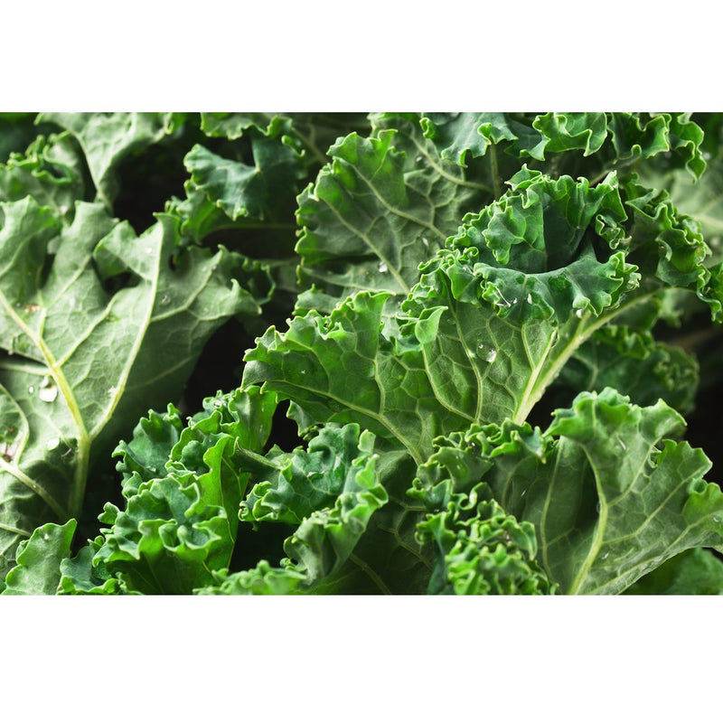 Semillas de col rizada enana, siberiana (100% Heirloom/No Híbrido/No GMO). 70 semillas aprox.