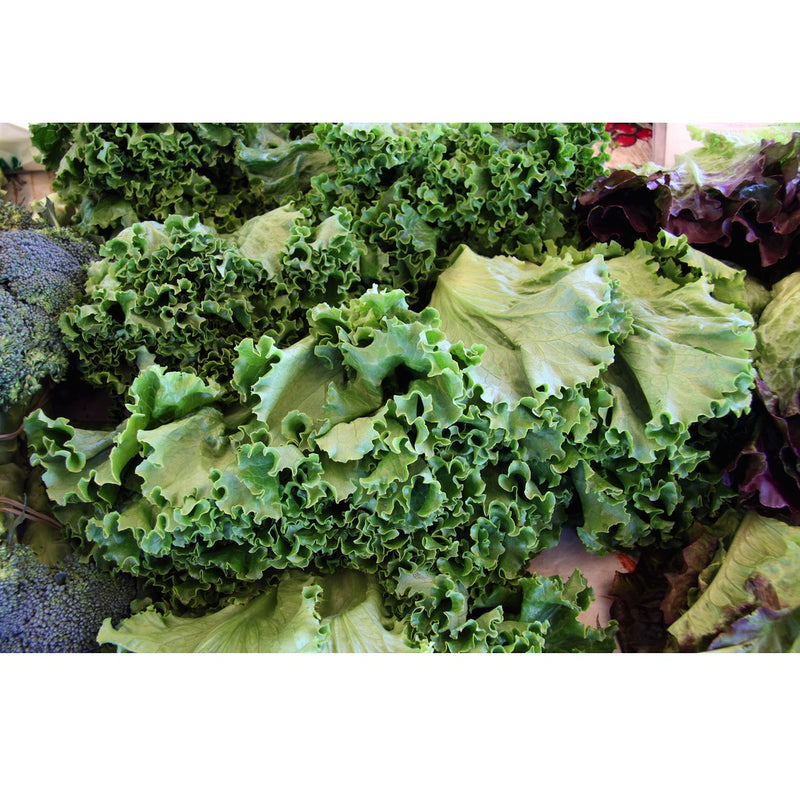 Semillas de col rizada enana, siberiana (100% Heirloom/No Híbrido/No GMO). 70 semillas aprox.