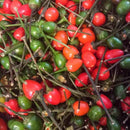 Semillas de Jalapeños chiltepin.