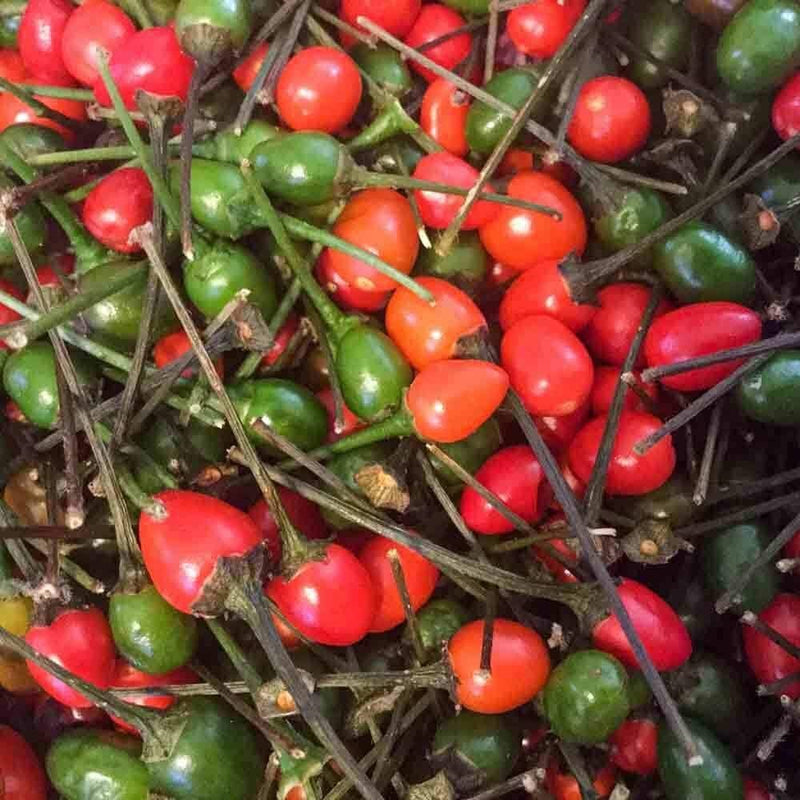 Semillas de Jalapeños chiltepin.