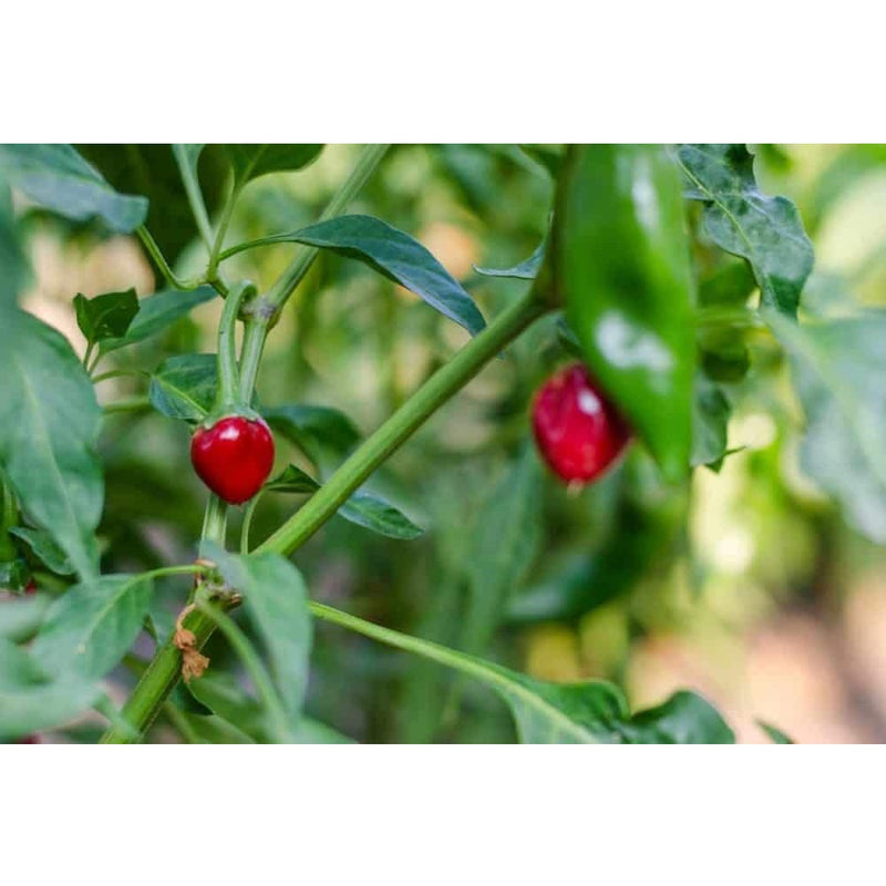 Semillas de Jalapeños chiltepin.