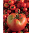 Semillas de tomate Mortgage Lifter (100% Heirloom/No Híbrido/No GMO). 15 semillas aproximadamente