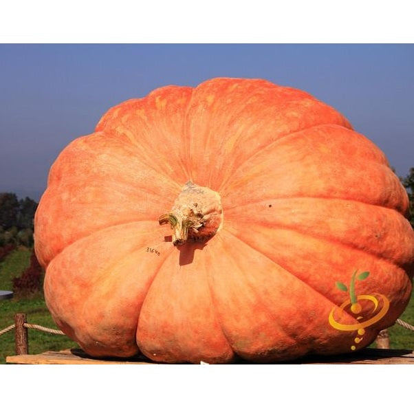 Semillas de zapallo, Gigante del Atlántico (100% Heirloom/No Híbrido/No GMO). 5 semillas aprox.