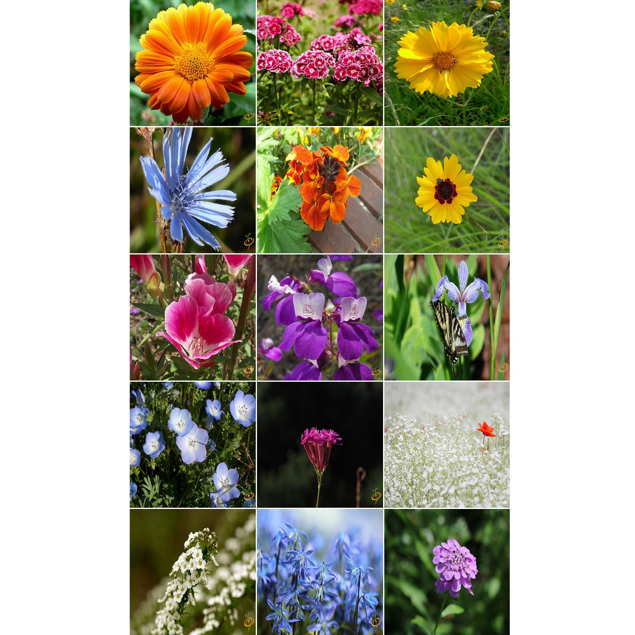 Semillas surtidas de flores silvestres pequeñas.