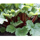 Semillas de ruibarbo, Victoria (100% Heirloom/No Híbrido/No GMO). 20 semillas aproximadamente