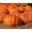 Semillas de zapallo, Gigante del Atlántico (100% Heirloom/No Híbrido/No GMO). 5 semillas aprox.