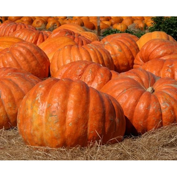 Semillas de zapallo, Gigante del Atlántico (100% Heirloom/No Híbrido/No GMO). 5 semillas aprox.