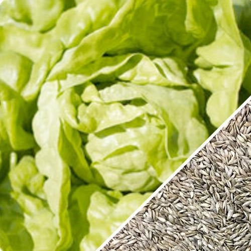 Semillas de lechuga crujiente, Mantequilla (100% Heirloom/No Híbrido/No GMO). 150 semillas aprox.