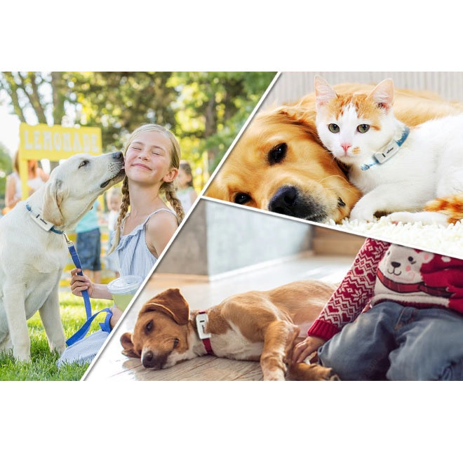 Collar con GPS rastreador para mascotas.