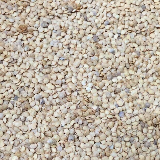 Semillas de berenjena, Pandora (100% Heirloom/No Híbrido/No GMO). 10 semillas aproximadamente.