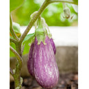 Semillas de berenjena, Pandora (100% Heirloom/No Híbrido/No GMO). 10 semillas aproximadamente.