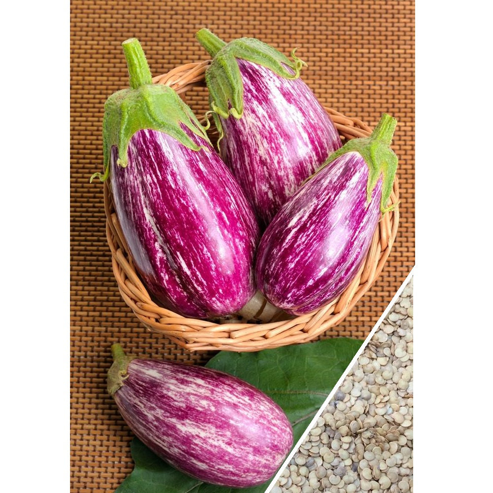 Semillas de berenjena, Pandora (100% Heirloom/No Híbrido/No GMO). 10 semillas aproximadamente.