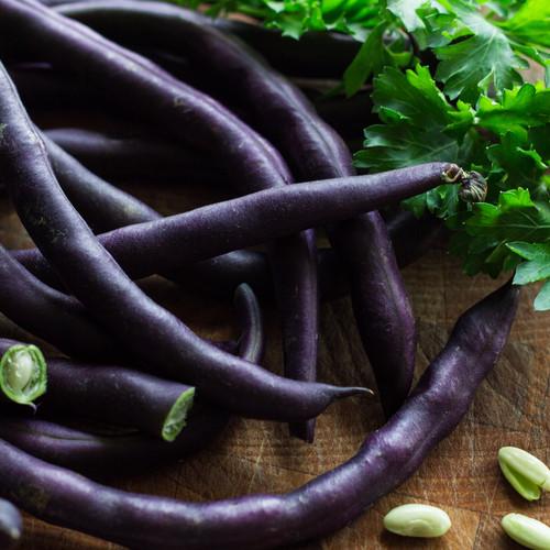 Semillas de frijol de arbusto, Borgoña real (100% Heirloom/No Híbrido/No GMO). 20 semillas aprox.