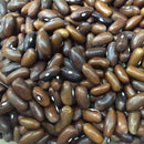 Semillas de frijol Bush, Landreth (100% Heirloom/No Híbrido/No GMO). 15 semillas aproximadamente.