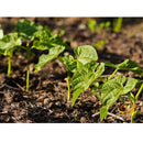 Semillas de frijol Bush, Landreth (100% Heirloom/No Híbrido/No GMO). 15 semillas aproximadamente.