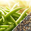 Semillas de frijol Bush, Landreth (100% Heirloom/No Híbrido/No GMO). 15 semillas aproximadamente.