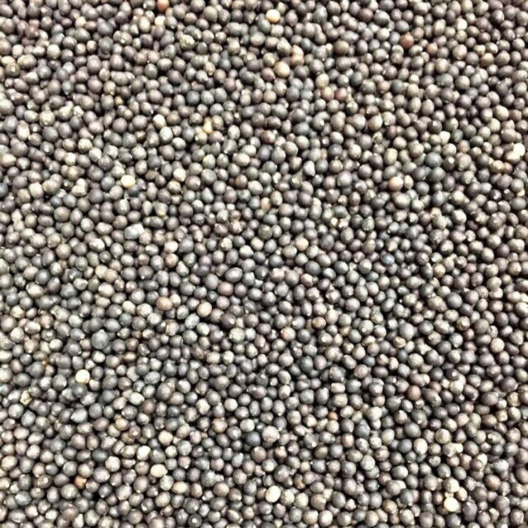 Semillas de salvia de hoja ancha (100% Heirloom/No Híbrido/No GMO). 25 semillas aproximadamente.