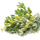 Semillas de ajenjo, Hierba medicinal (100% Heirloom / No Híbrido / No GMO). 300 semillas aprox.