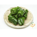 Semillas de aji picante ligero, Ancho Grande (100% Heirloom/No Híbrido/No GMO). 10 semillas aprox.