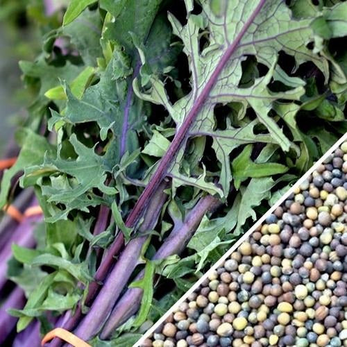 Semillas de col rizada roja, Rusa (100% Heirloom/No Híbrido/No GMO). 50 semillas aproximadamente.