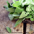 Semillas de salvia de hoja ancha (100% Heirloom/No Híbrido/No GMO). 25 semillas aproximadamente.